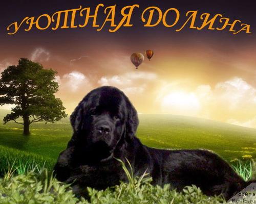 Фото: ньюфаундленд Ai Love Rich (Ай Лав Рич)