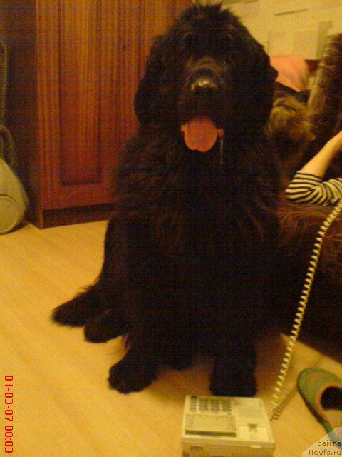 Фото: ньюфаундленд Taffi Milaya Bestiya (Таффи Милая Бестия)