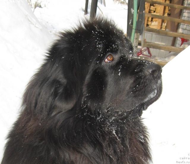 Фото: ньюфаундленд Balustar de Mantal'chino (Балустар де Мантальчино)