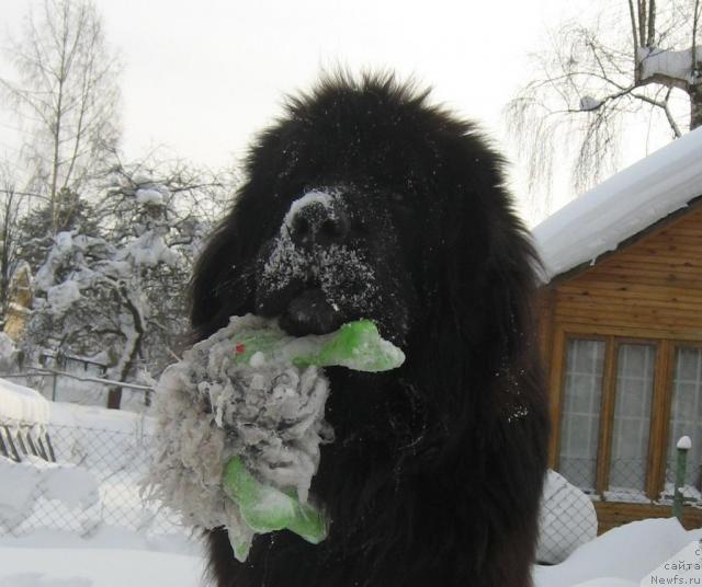 Фото: ньюфаундленд Balustar de Mantal'chino (Балустар де Мантальчино)