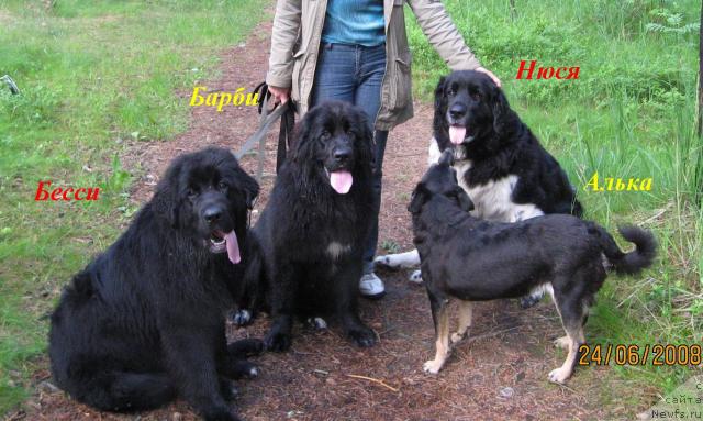 Фото: ньюфаундленд Bessi Vechernyaya Zvezda (Бесси Вечерняя Звезда), ньюфаундленд Barbara CHernyiy Bril'yant (Барбара Черный Брильянт), ньюфаундленд YUnona (Юнона), Алька, Natal'ya Avenirova (Наталья Авенирова)