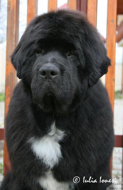 Фото: ньюфаундленд Midnight Lady's Walks Like a Man To Nordicangel