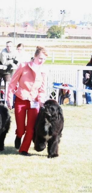 Фото: ньюфаундленд Midnight Lady's Walks Like a Man To Nordicangel