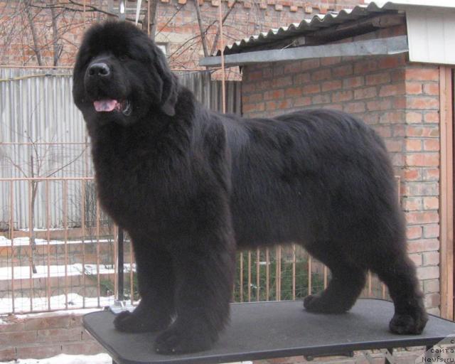 Фото: ньюфаундленд Zhemchuzhina Rostova s Berega Dona (Жемчужина Ростова с Берега Дона)