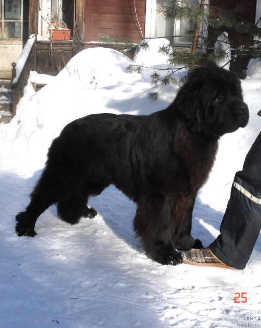 Фото: ньюфаундленд Smigar Nimfeya Neotrazimaya (Смигар Нимфея Неотразимая)