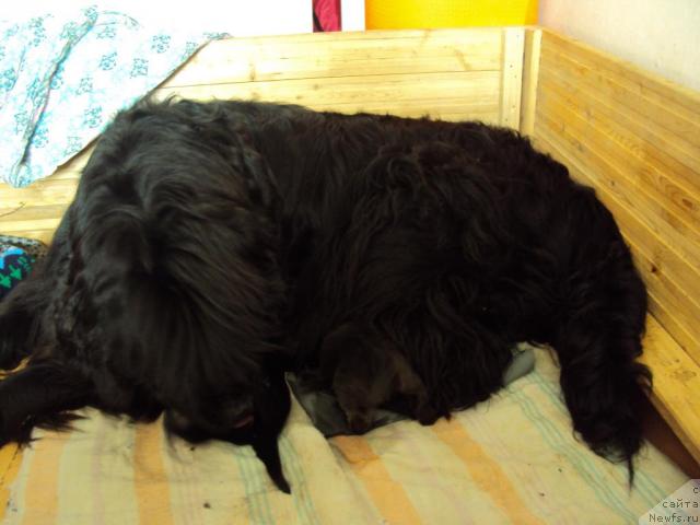 Фото: ньюфаундленд Yudzhiniya iz Medvejyego Yara (Юджиния из Медвежьего Яра)