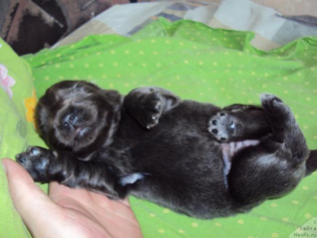 Фото: ньюфаундленд Missiya Blyu fo Marleon iz Sibirskoy Glubinki (Миссия Блю фо Марлеон из Сибирской Глубинки)