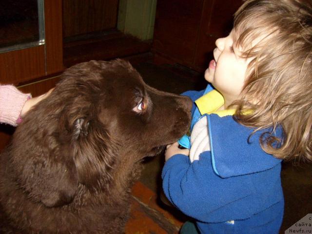 Фото: ньюфаундленд Fann'yuf Akudzyava Nazarovna (Фанньюф Акудзява Назаровна)