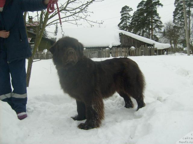 Фото: ньюфаундленд Fann'yuf Akudzyava Nazarovna (Фанньюф Акудзява Назаровна)