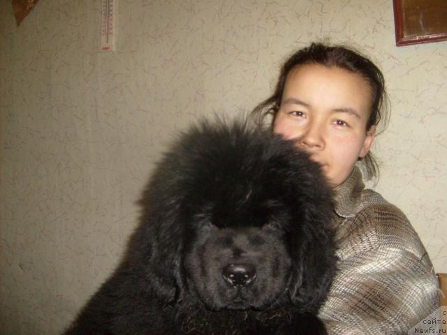 Фото: ньюфаундленд Aquatoriya Kelvin Kilimandzharo (Акватория Келвин Килиманджаро), Darima Achitueva (Дарима Ачитуева)