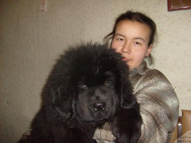 Фото: ньюфаундленд Aquatoriya Kelvin Kilimandzharo (Акватория Келвин Килиманджаро), Darima Achitueva (Дарима Ачитуева)