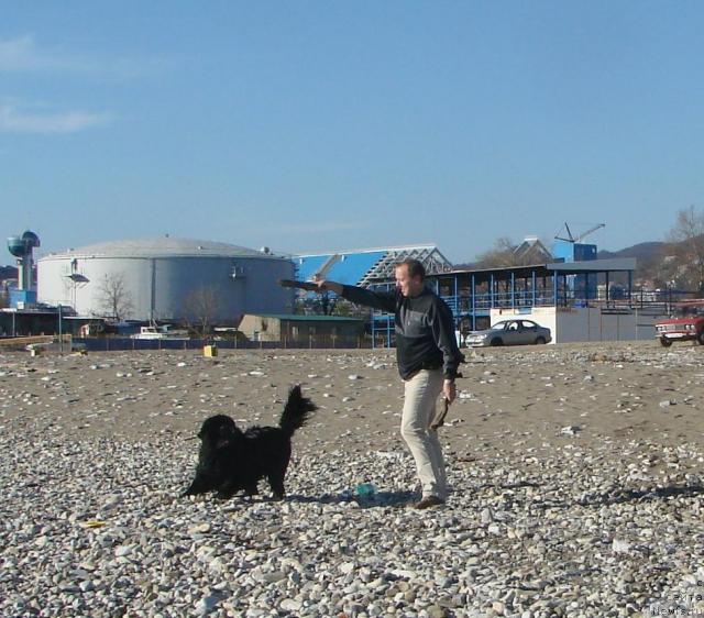 Фото: ньюфаундленд Archibal'd (Арчибальд)