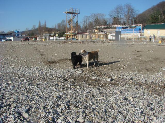 Фото: ньюфаундленд Archibal'd (Арчибальд)