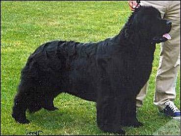 Фото: ньюфаундленд Antares Four Seasons of Pouch Cove