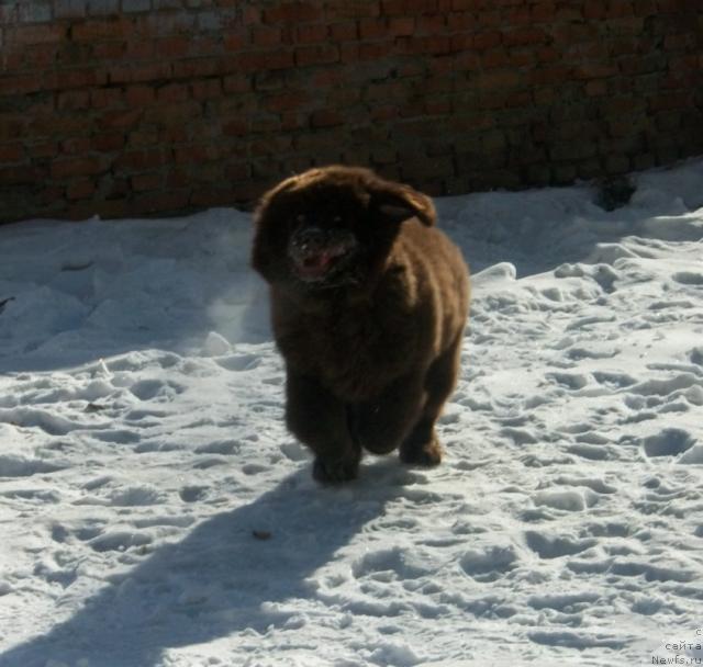 Фото: ньюфаундленд CHernyiy SHarm Amber Best Dog FO Marleon (Черный Шарм Амбер Бест Дог ФО Марлеон)