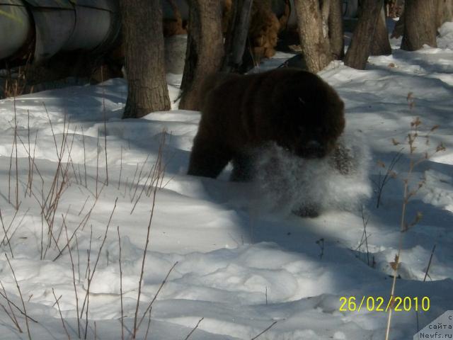 Фото: ньюфаундленд CHernyiy SHarm Amber Best Dog FO Marleon (Черный Шарм Амбер Бест Дог ФО Марлеон)