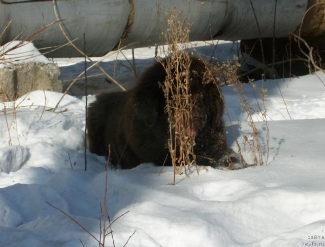 Фото: ньюфаундленд CHernyiy SHarm Amber Best Dog FO Marleon (Черный Шарм Амбер Бест Дог ФО Марлеон)