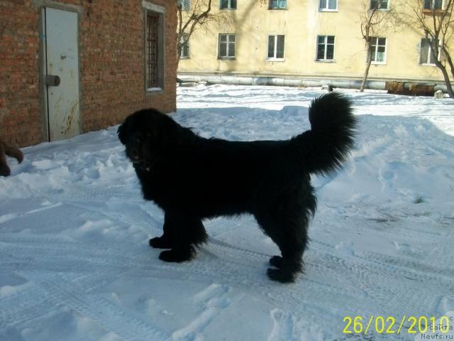 Фото: ньюфаундленд Carevich Imperii N'yuf ot Marleon Dusvik (Царевич Империи Ньюф от Марлеон Дусвик)