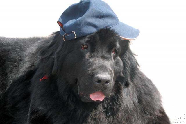 Фото: ньюфаундленд Lesnaya Skazka Roza CHernaya (Лесная Сказка Роза Черная)