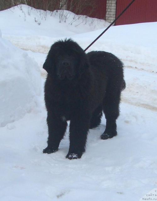 Фото: ньюфаундленд Beguschaya po Volnam Revolution a la Rus (Бегущая по Волнам Револутион а ла Рус)