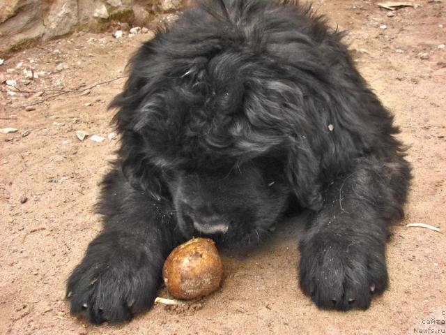 Фото: ньюфаундленд Ygan s Toyanova Gorodka (Юган с Тоянова Городка)