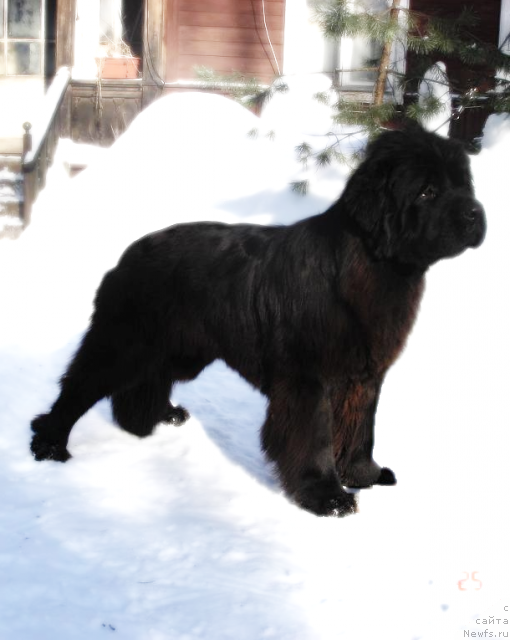 Фото: ньюфаундленд Smigar Nimfeya Neotrazimaya (Смигар Нимфея Неотразимая)