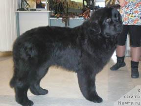 Фото: ньюфаундленд Lejebok Lui-Filipp (Лежебок Луи-Филипп)