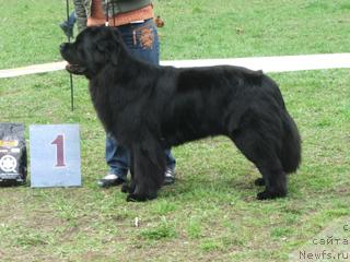 Фото: ньюфаундленд Plushevaya Panda Vikar (Плюшевая Панда Викар)