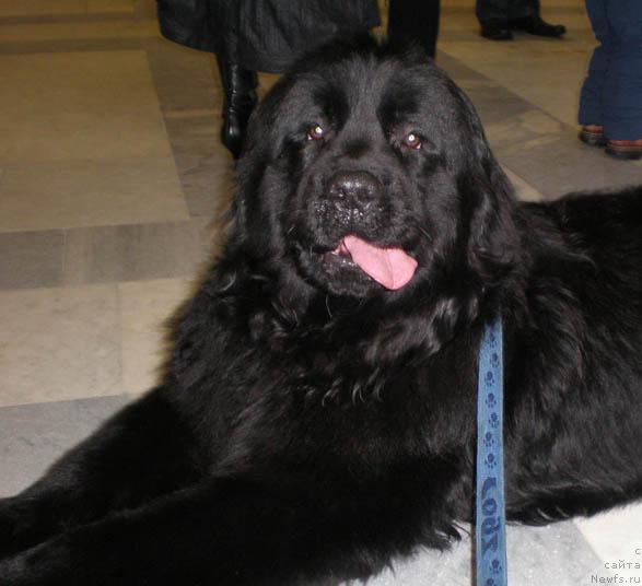 Фото: ньюфаундленд Lejebok Lui-Filipp (Лежебок Луи-Филипп)