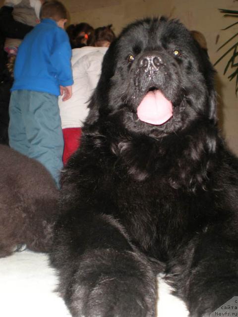Фото: ньюфаундленд Lejebok Lui-Filipp (Лежебок Луи-Филипп)
