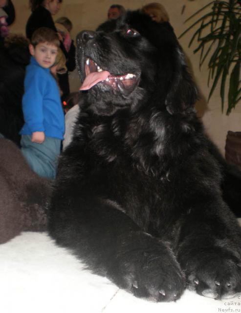 Фото: ньюфаундленд Lejebok Lui-Filipp (Лежебок Луи-Филипп)