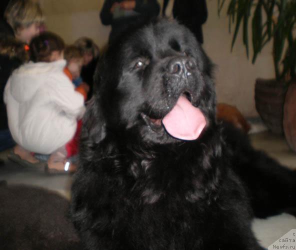 Фото: ньюфаундленд Lejebok Lui-Filipp (Лежебок Луи-Филипп)