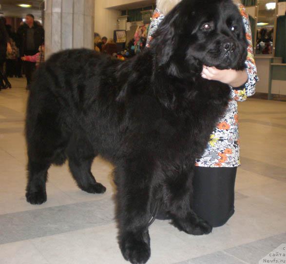 Фото: ньюфаундленд Lejebok Lui-Filipp (Лежебок Луи-Филипп)