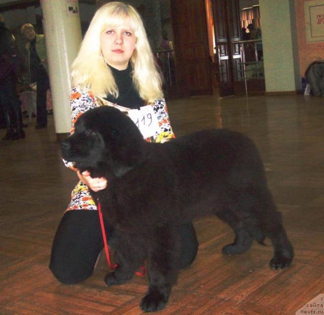 Фото: ньюфаундленд Osennyaya Eseniya (Осенняя Есения), Anna Portnyakova (Анна Портнякова)