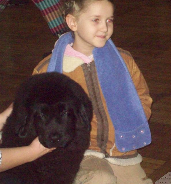 Фото: ньюфаундленд Osennyaya Eseniya (Осенняя Есения)