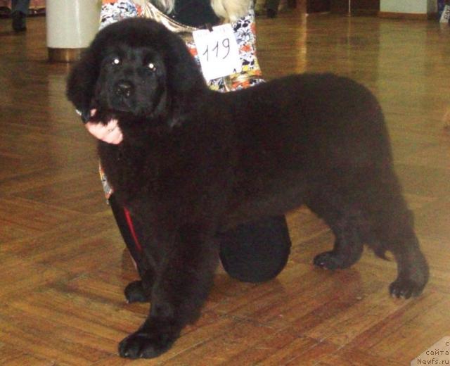 Фото: ньюфаундленд Osennyaya Eseniya (Осенняя Есения)