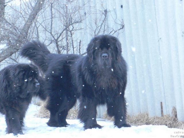 Фото: ньюфаундленд Super Premium Ameliya YEkshen (Супер Премиум Амелия Экшен), ньюфаундленд Veridan Zvezdnyiy Put' (Веридан Звездный Путь)