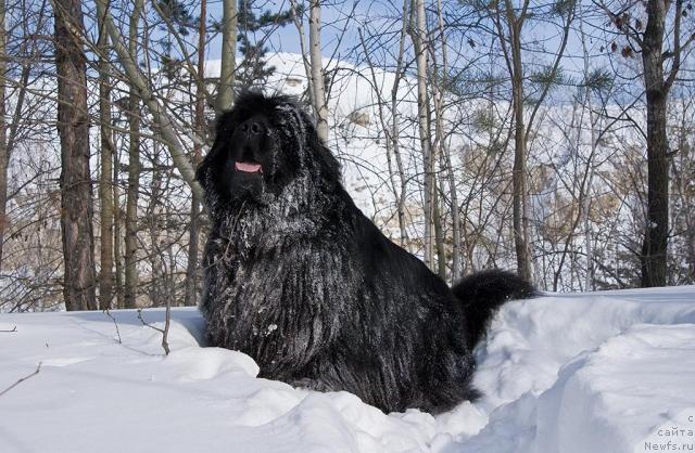 Фото: ньюфаундленд Ygan s Toyanova Gorodka (Юган с Тоянова Городка)