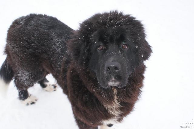Фото: ньюфаундленд Mag Ispolin Lyubava (Маг Исполин Любава)
