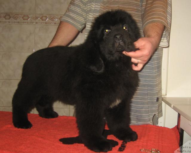 Фото: ньюфаундленд Porter s Berega Dona (Портер с Берега Дона)