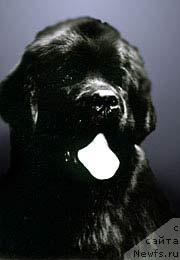 Фото: ньюфаундленд Pouch Cove's Body N'Soul