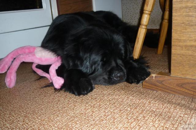 Фото: ньюфаундленд Ekselent Stil  iz Medvej'ego YAra (Екселент Стил  из Медвежьего Яра)