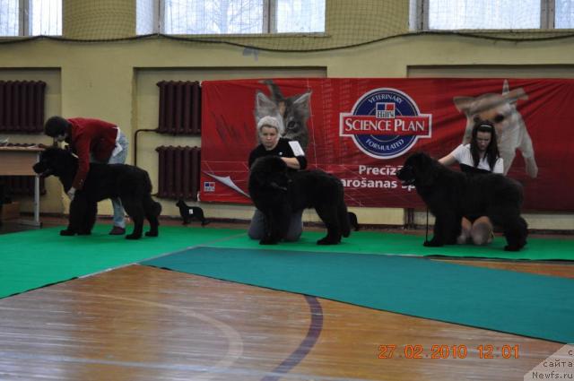 Фото: BLACK IMP HAMMURAPI, BLACK IMP HOT HEAT HOOLIGAN, BLACK IMP HUCKLEBERRY.