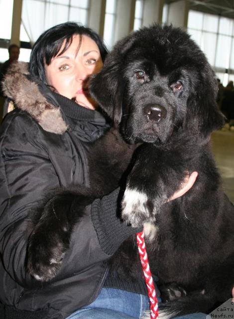 Фото: ньюфаундленд Beguschaya po Volnam Royal Flash (Бегущая по Волнам Роуал Флаш)