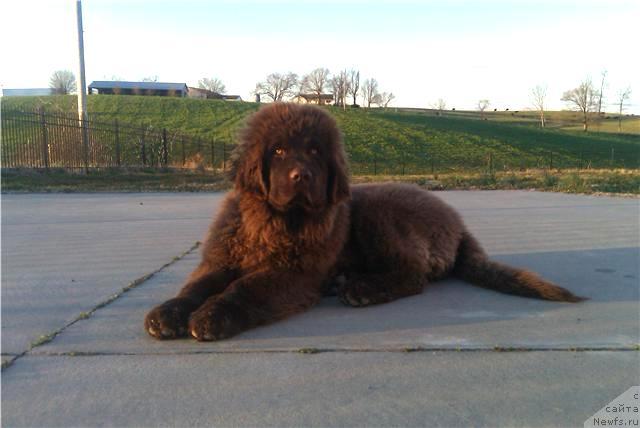 Фото: ньюфаундленд Irishcream Von Szentpaly