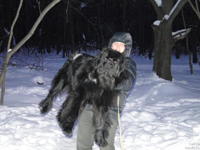 Фото: ньюфаундленд Super Premium Vashington (Супер Премиум Вашингтон)