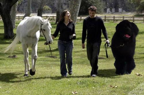 Фото: ньюфаундленд Plushevaya Panda Vikar (Плюшевая Панда Викар)