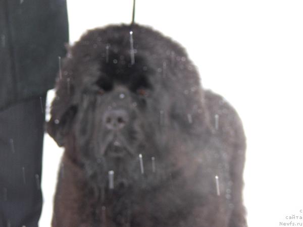 Фотография № 38740