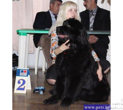 Фото: ньюфаундленд Lejebok Lui-Filipp (Лежебок Луи-Филипп), Anna Portnyakova (Анна Портнякова)