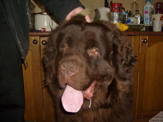 Фото: ньюфаундленд Fann'yuf Oksa-Dar (Фанньюф Окса-Дар)